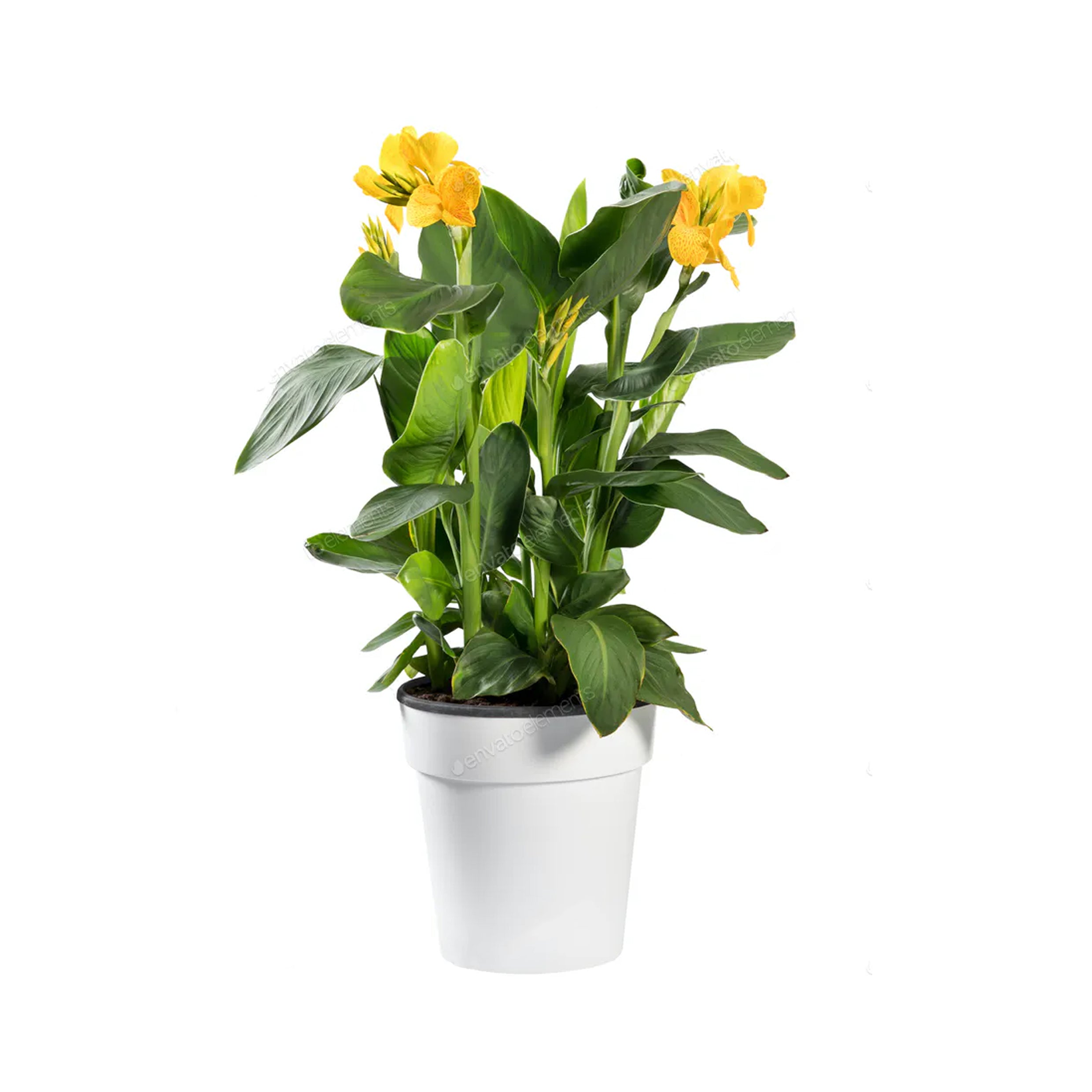 Canna indica (Indian shot-African arrowroot)