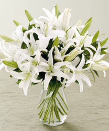 Lilium 'Casa Blanca' - Casablanca lilies - Oriental Lily (Aromatic