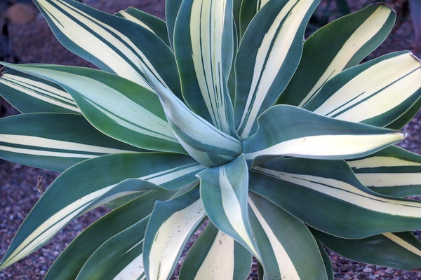 Agave-attenuata-variegated (Foxtail, Lion's tail or Swan's Neck Agave) –  Bastana Online Gardens