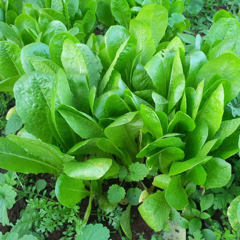 بذور نبات الهندباء - بذور الأعشاب العطرية