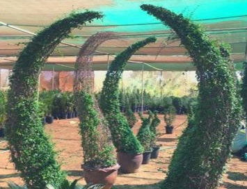 Carmona retusa (Philippine tea tree)-Artistic shape