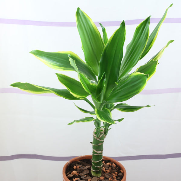 Dracaena Fragrans (Golden Coast) – Bastana Online Gardens