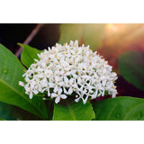 Ixora chinensis (Jungle geranium, Flame of the woods, Jungle flame)