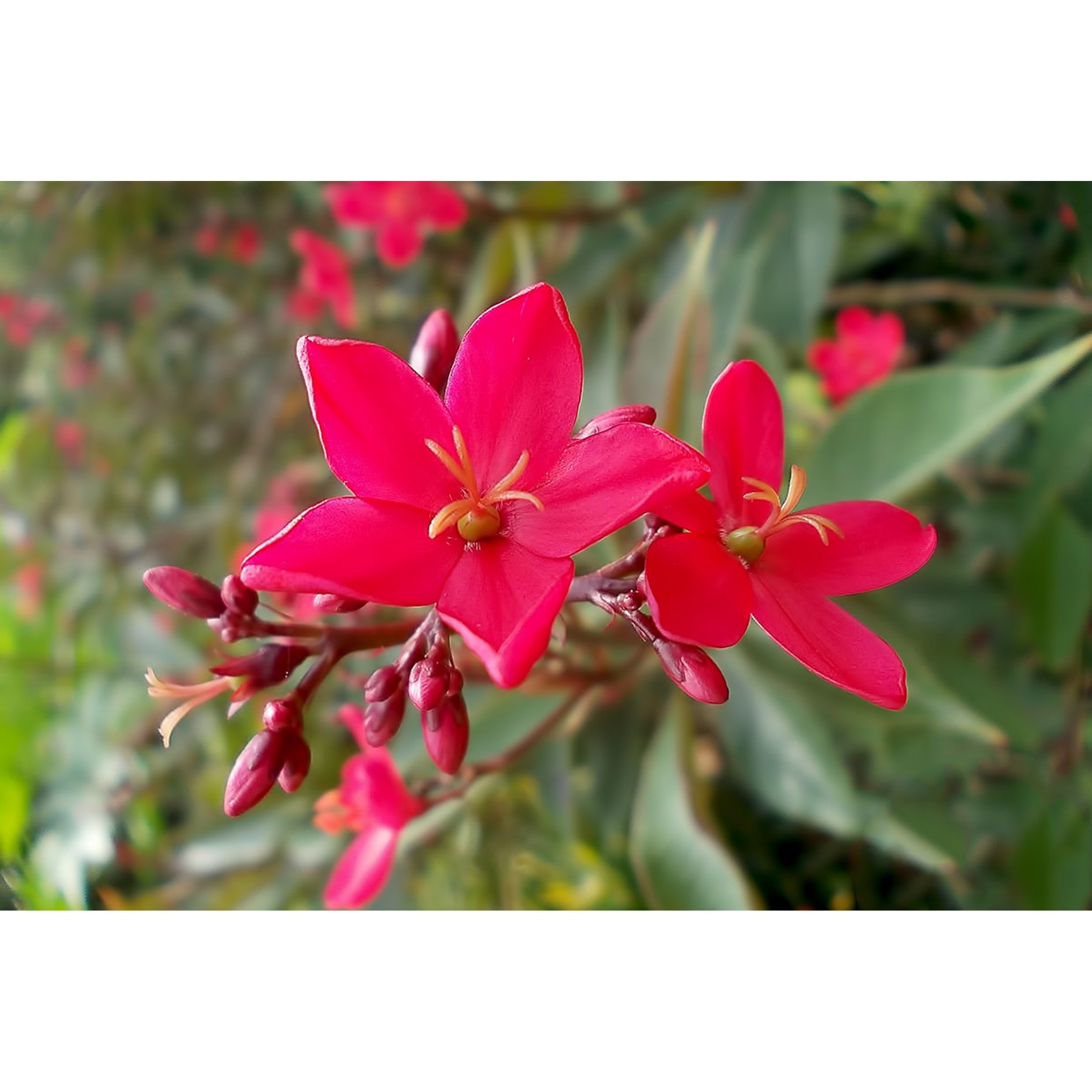 Jatropha integerrima (spicy jatropha)