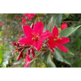 جتروفيا زهرية