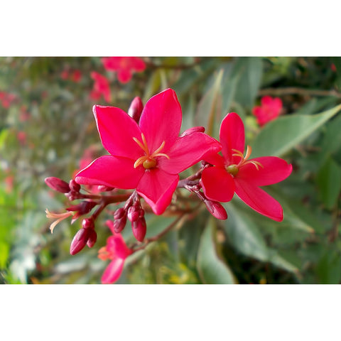 جتروفيا زهرية