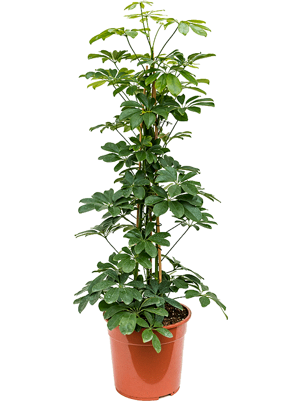 Schefflera arboricola (schefflera compacta)