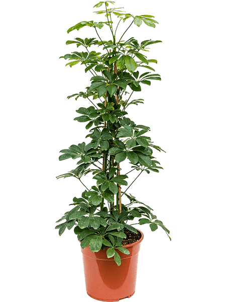 Schefflera arboricola (schefflera compacta) – Bastana Online Gardens