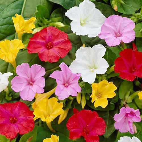 L. Mirabilis jalapa-Four o'clock flower seeds-Italy