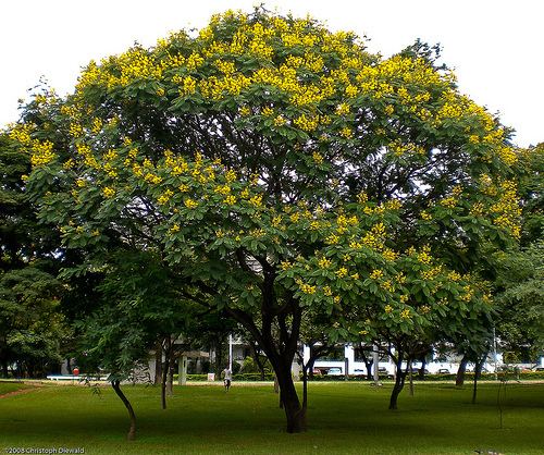 Peltophorum pterocarpum (Yellow-flamboyant)