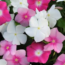 Catharanthus roseus (bright eyes) Periwinkle Flower Seeds-Italy