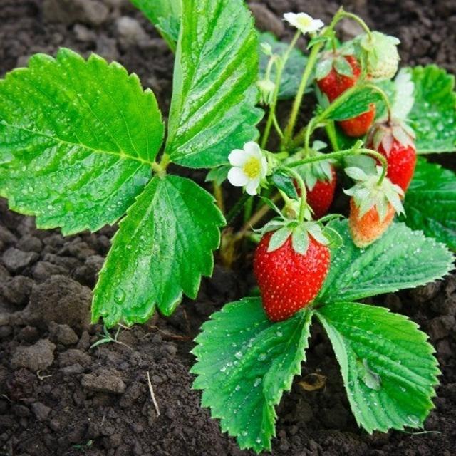 Fragaria × ananassa- strawberry seeds-Italy