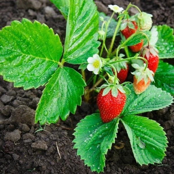 50 Graines De Fraises Framboises Framberry Fraise Bonbon De Mon Jardin Rare