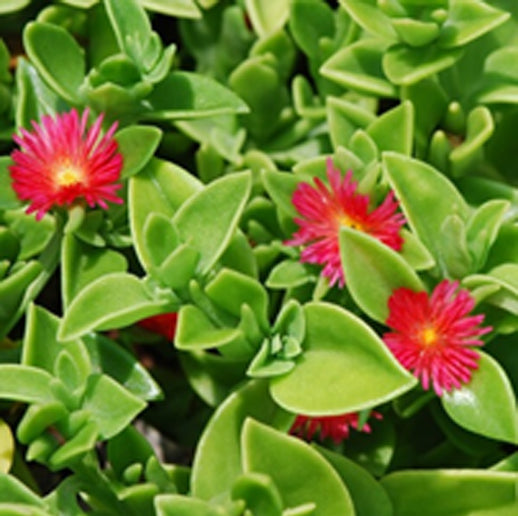 Aptenia cordifolia " baby sun rose" (heartleaf iceplant)