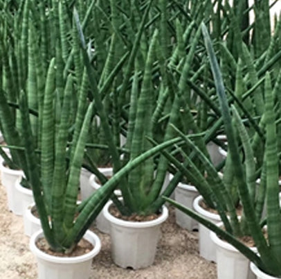 Sansevieria cylindrical (Elepbant's Toothpick) – Bastana Online Gardens