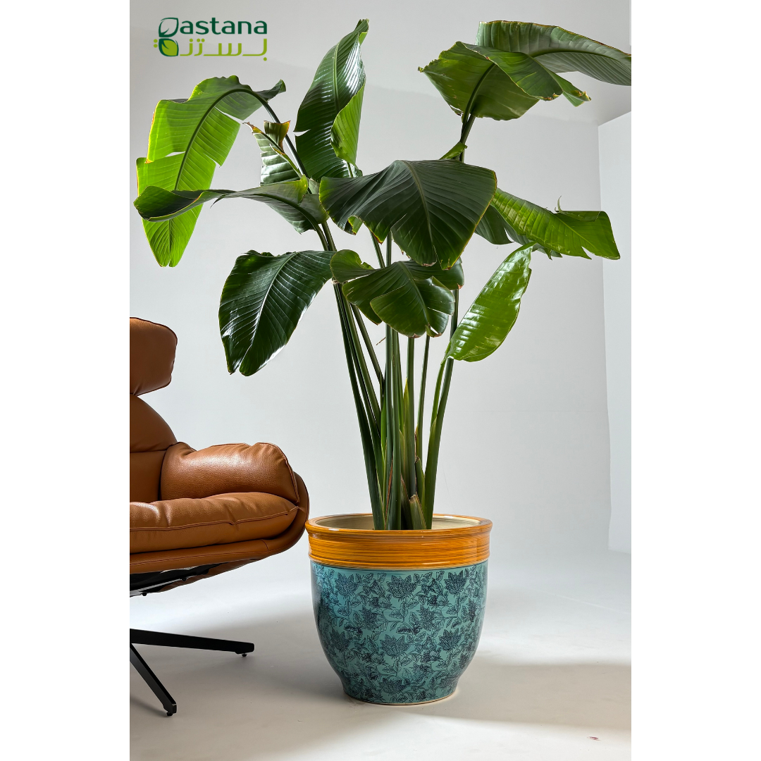 Ceramic Pot - Strelitzia reginae