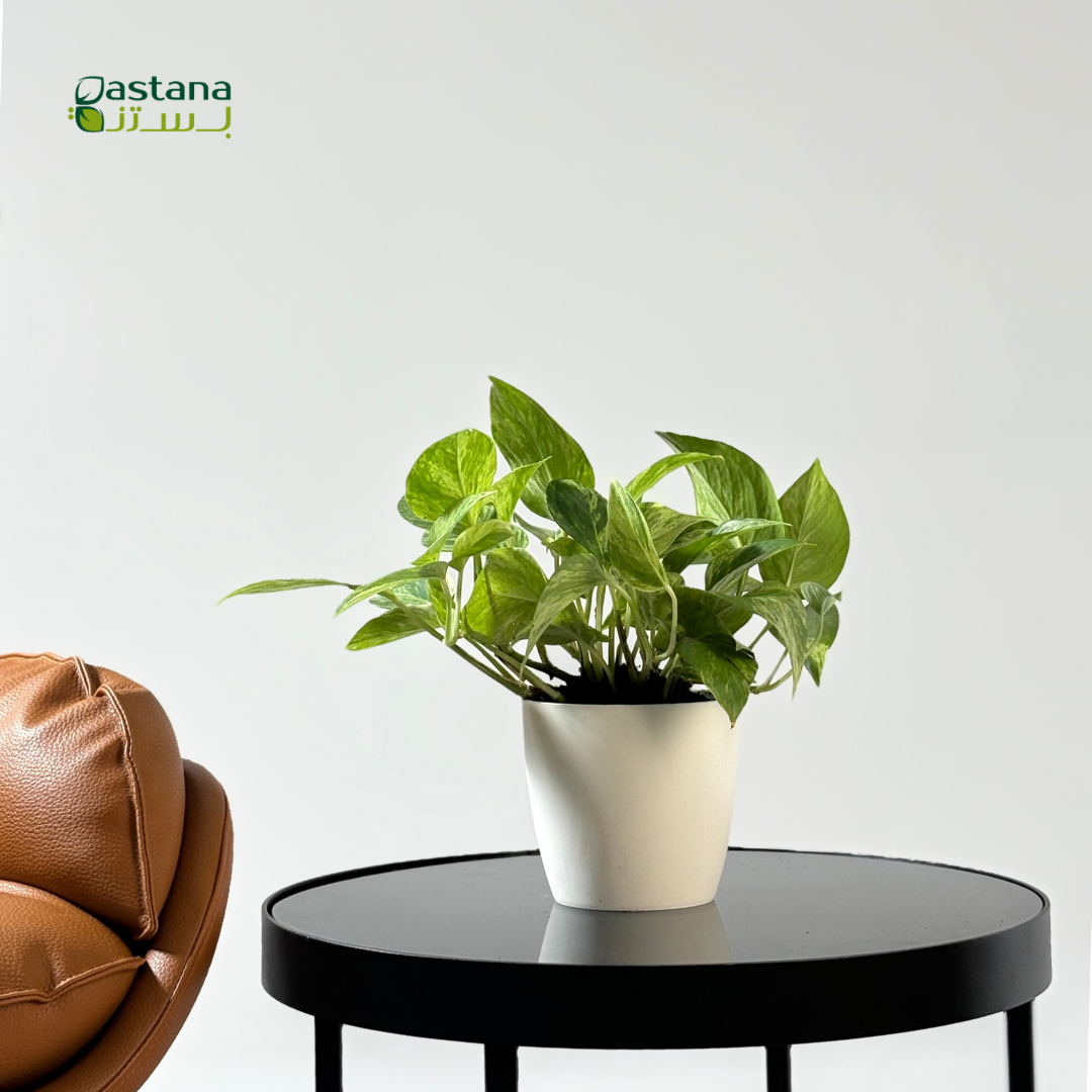 Plastic pot - scindapsus pictus