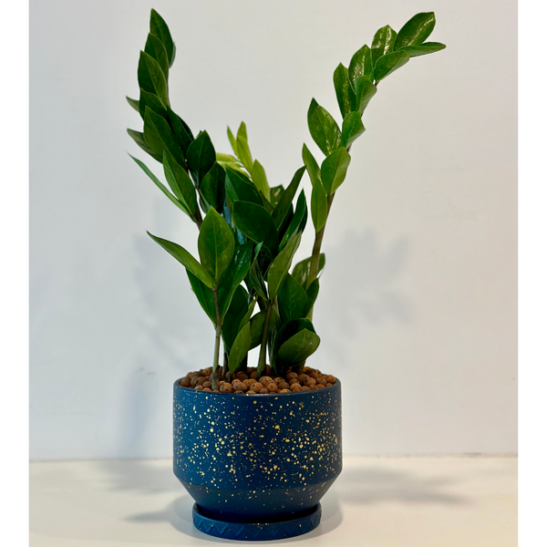 Zamia gift