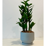 Zamia gift