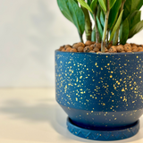Zamia gift