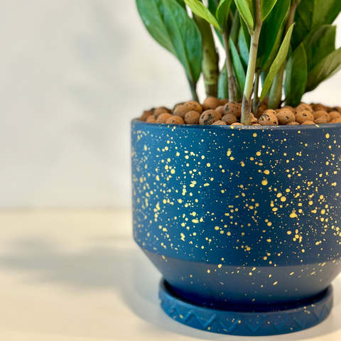 Zamia gift