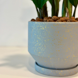 Zamia gift