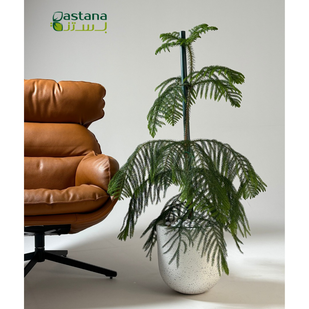 White Dot Fiber pot - Araucaria heterophylla