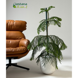White Dot Fiber pot - Araucaria heterophylla