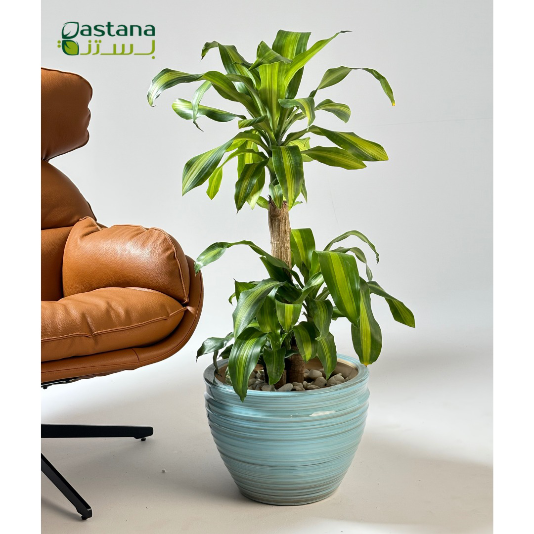 Blue Ceramic Pot with Dracaena massangeana Success