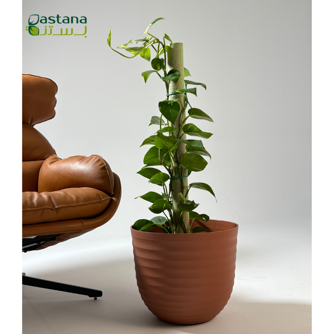 Havana Tropical pot - Pothos