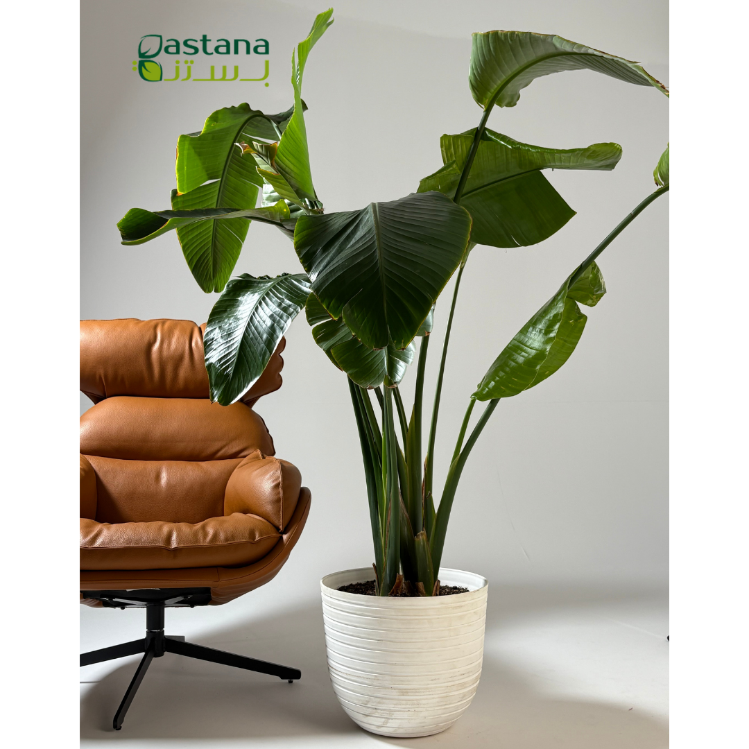Havana Tropical - Strelitzia reginae