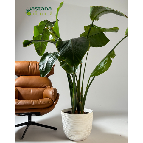 Havana Tropical - Strelitzia reginae