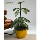 Yellow Ceramic Pot with Araucaria heterophylla