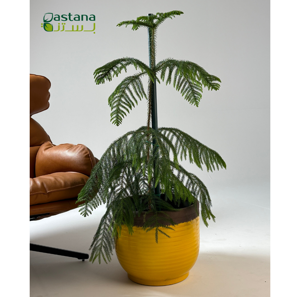 Yellow Ceramic Pot with Araucaria heterophylla