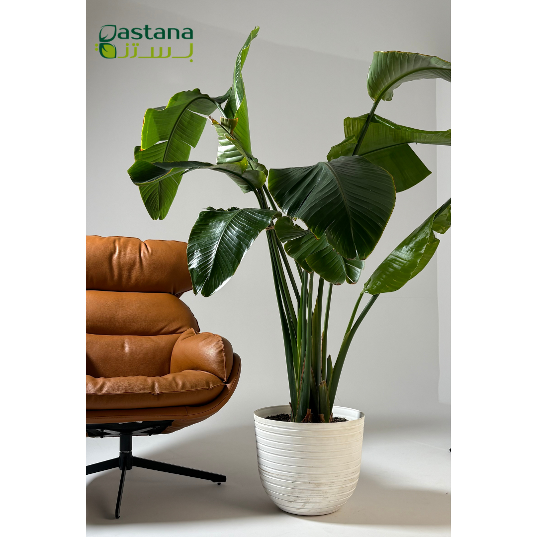 Havana Tropical - Strelitzia reginae