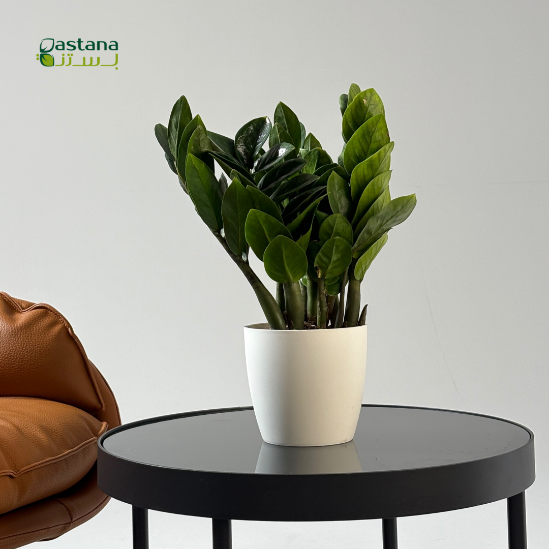 Plastic pot - Zamia