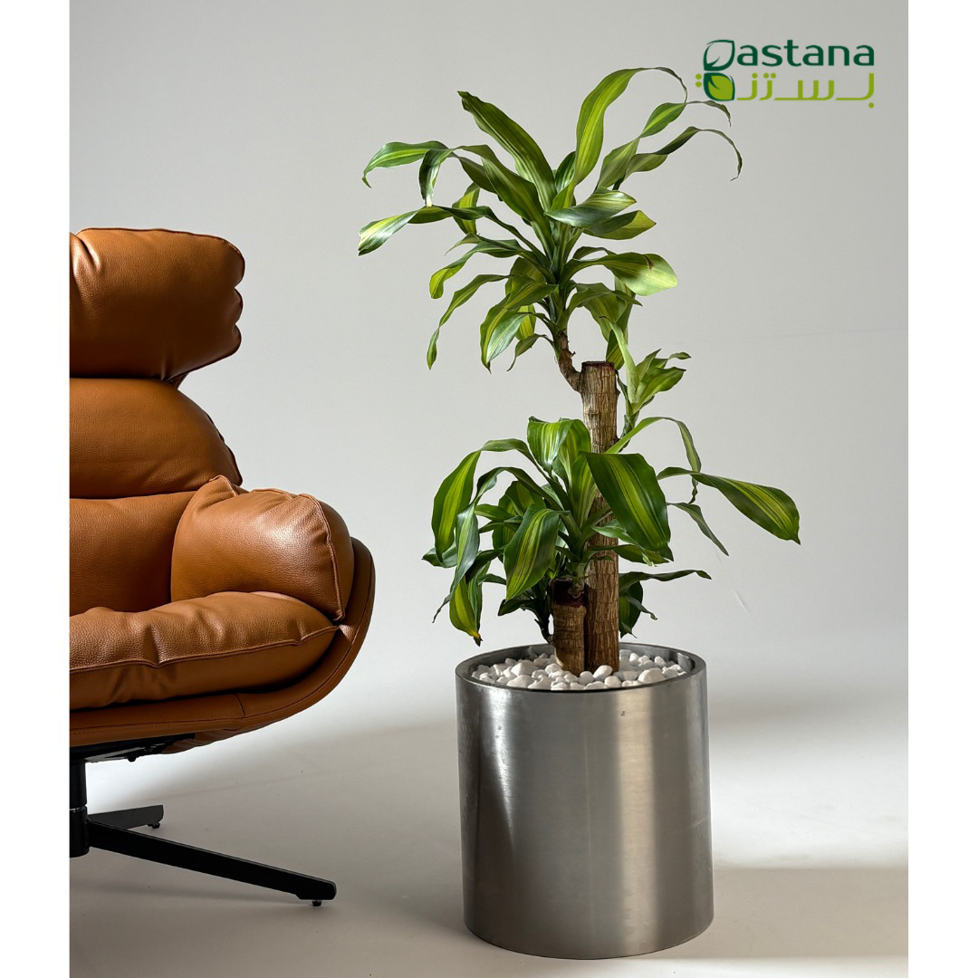 Dracaena massangeana in steel pot