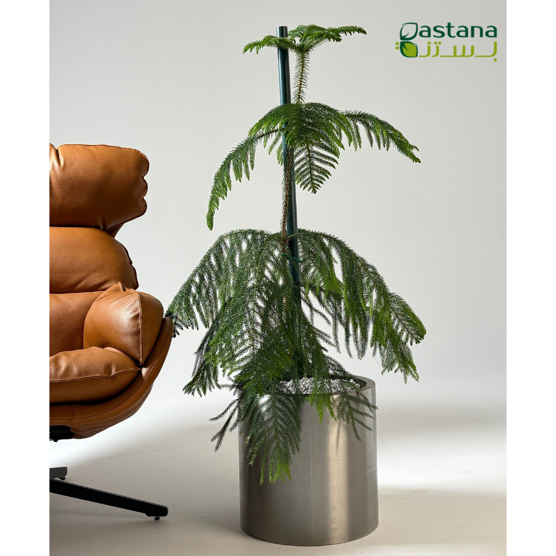 Araucaria heterophylla in steel pot
