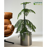 Araucaria heterophylla in steel pot