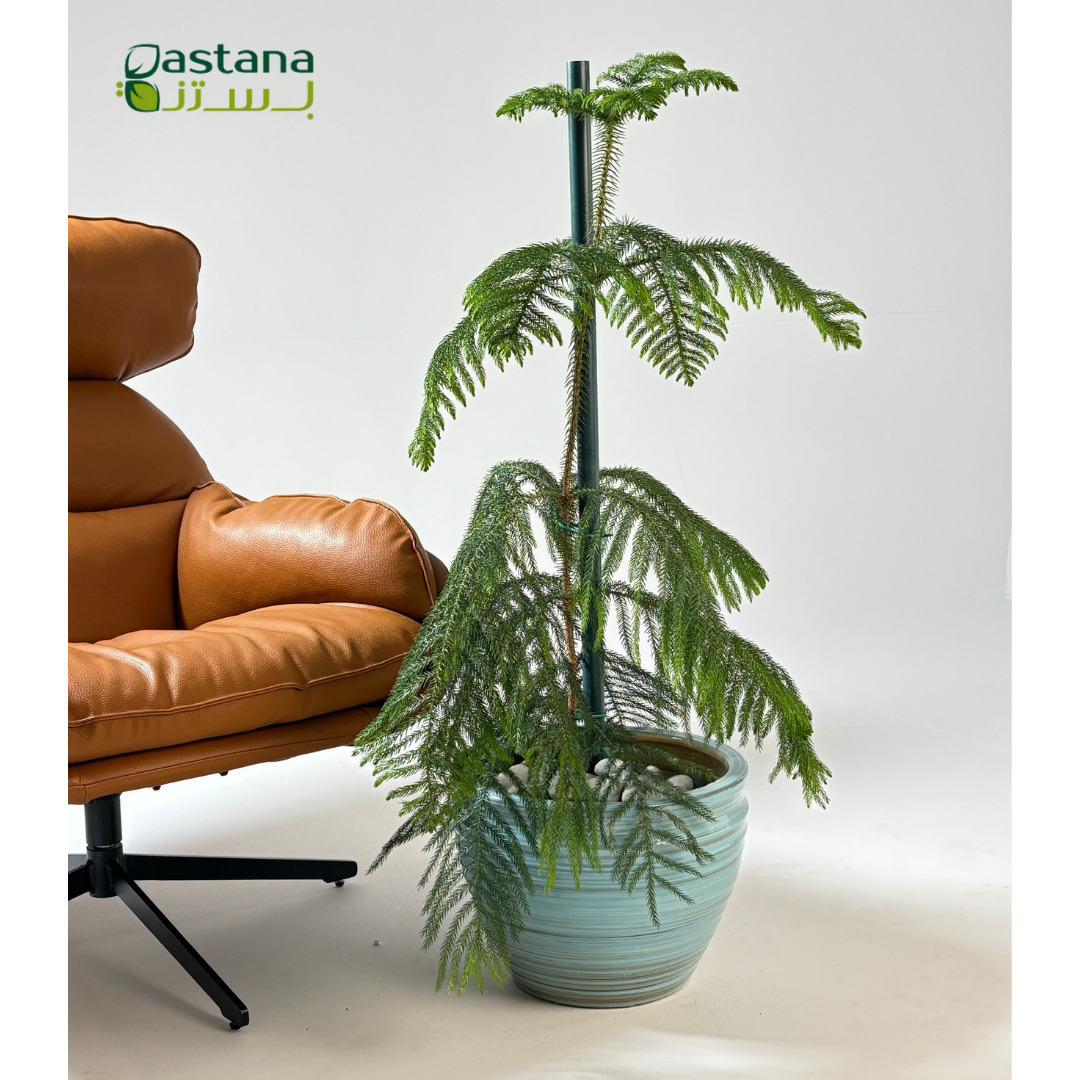 Blue Ceramic Pot with Araucaria heterophylla