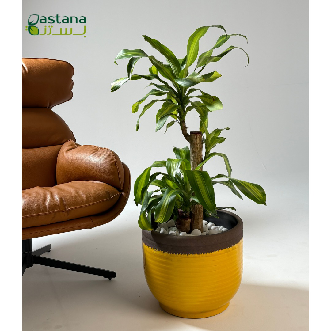 Yellow Ceramic Pot with Dracaena massangeana