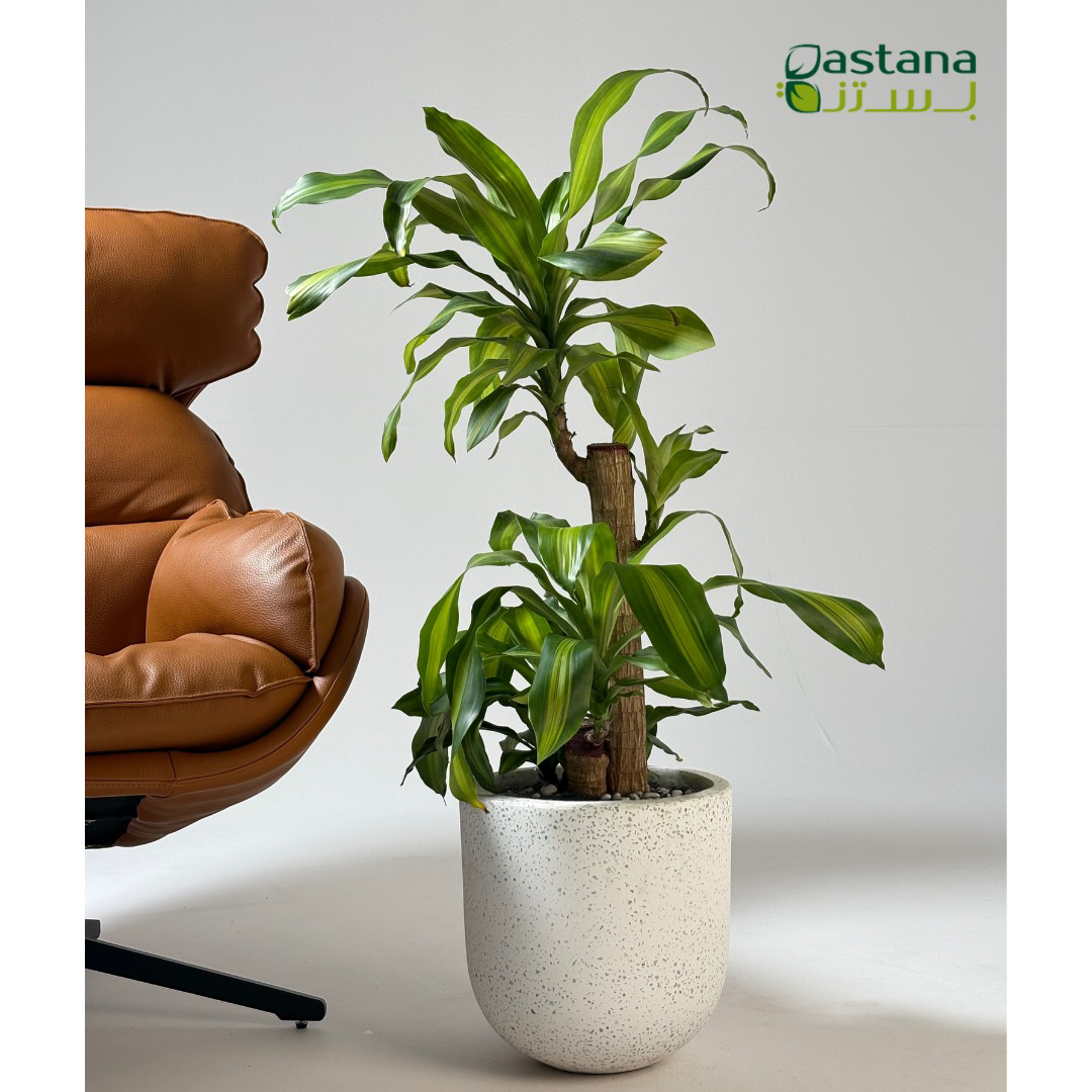 White Dot Fiber pot - Dracaena massangeana