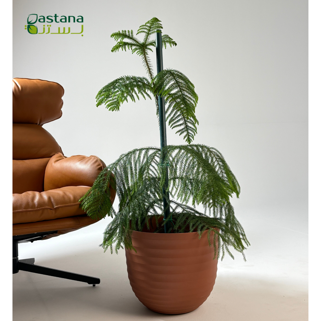 Havana Tropical pot - Araucaria heterophylla