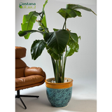 Ceramic Pot - Strelitzia reginae