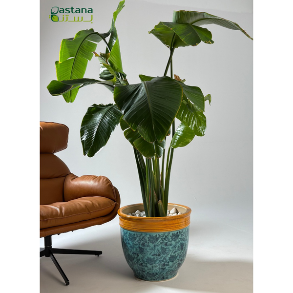 Ceramic Pot - Strelitzia reginae