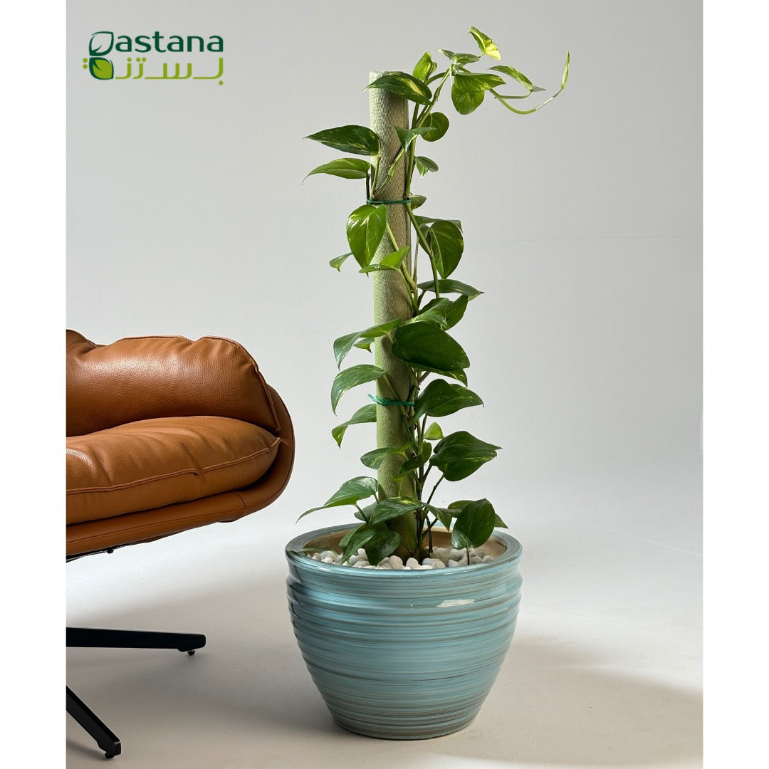 Blue Ceramic Pot with Climbing Pothos