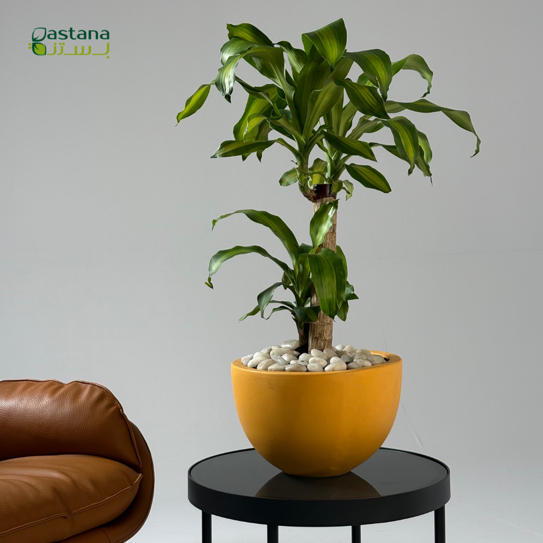 Yellow pot - Dracaena massangeana
