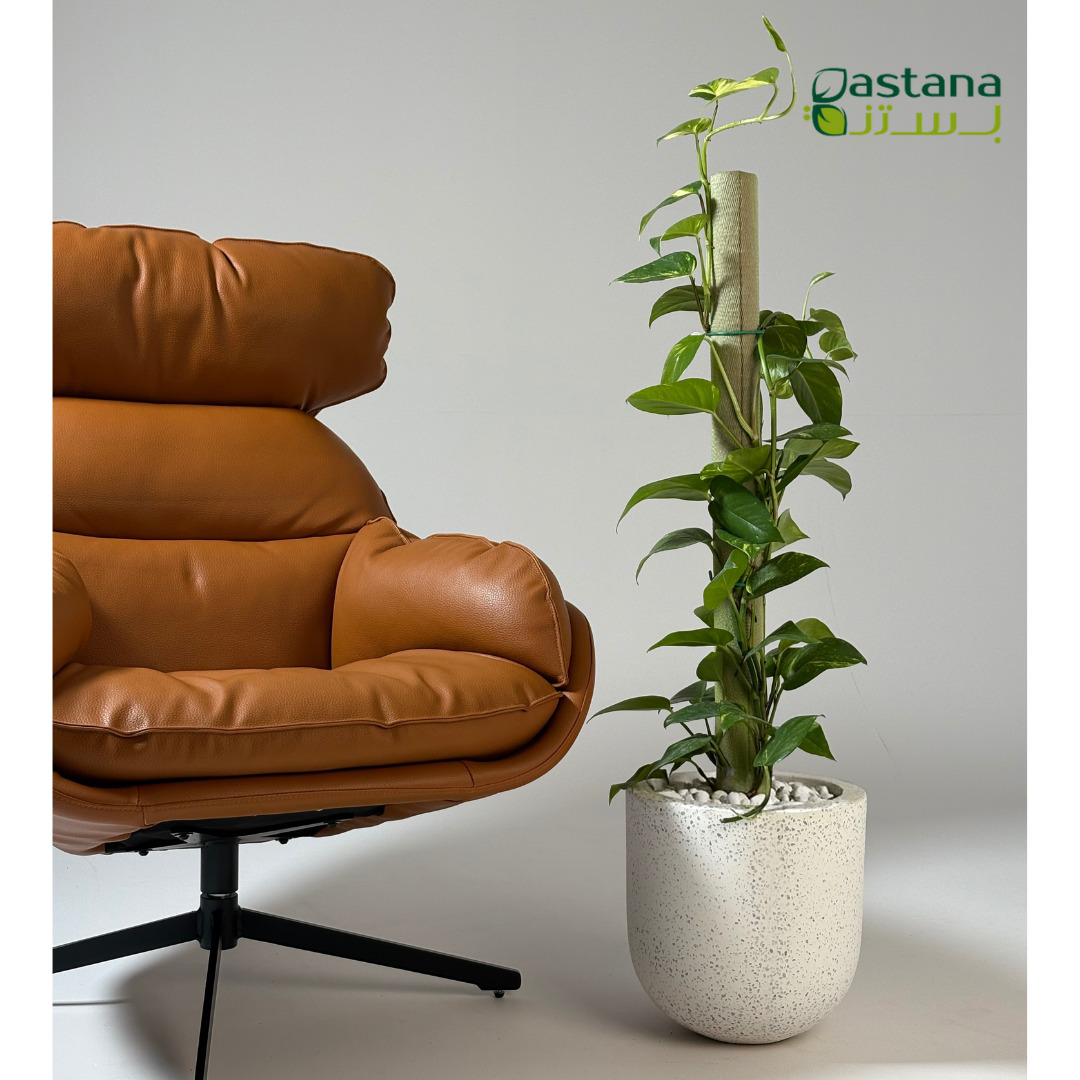 White Dot Fiber pot - Pothos