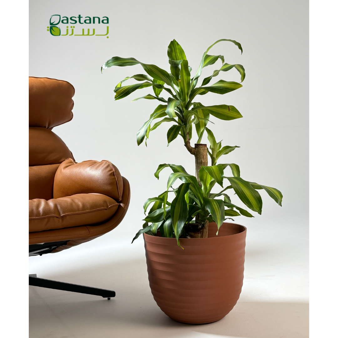 Havana Tropical pot - Dracaena massangeana