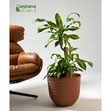 Havana Tropical pot - Dracaena massangeana